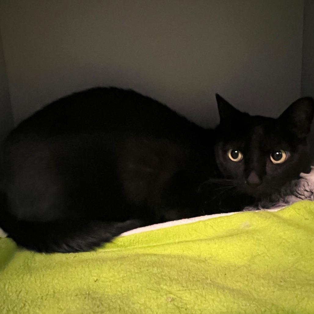 Desdemona, Adoptable, Adult Female Domestic Short Hair.