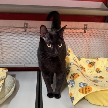 Desdemona, a Adoptable Domestic Short Hair in Sarasota, FL image 2/6