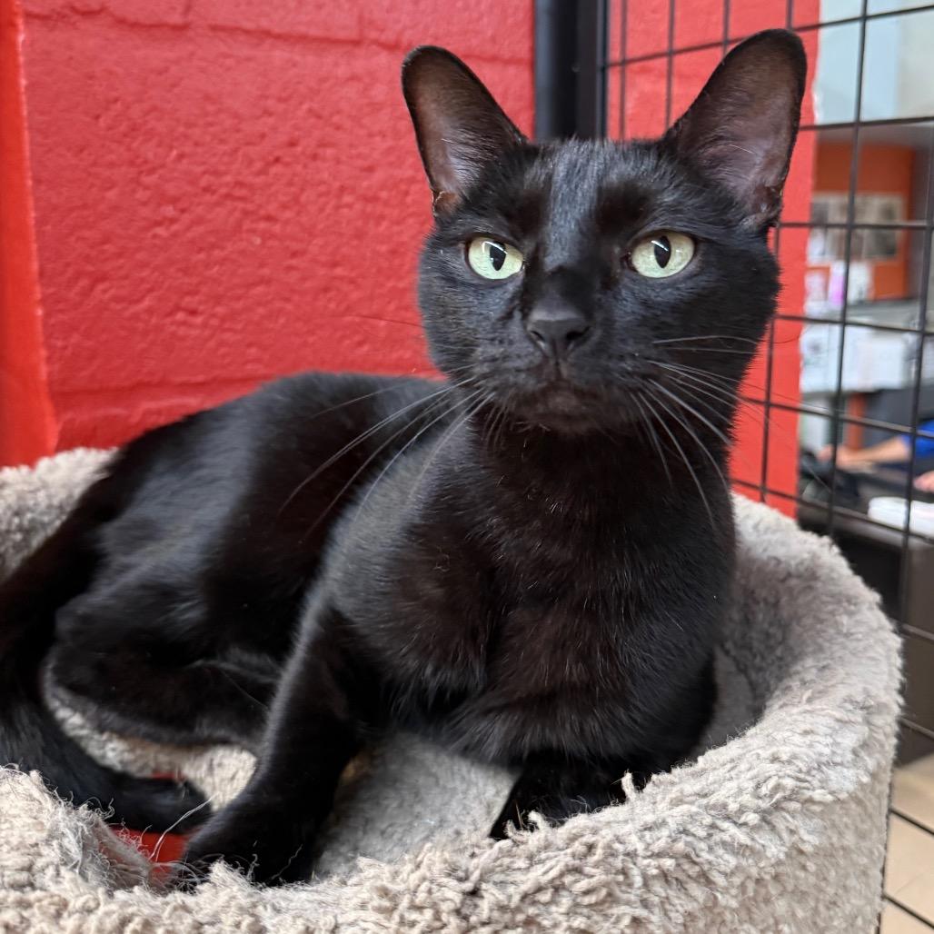 Desdemona, a Adoptable Domestic Short Hair in Sarasota, FL image 3/6