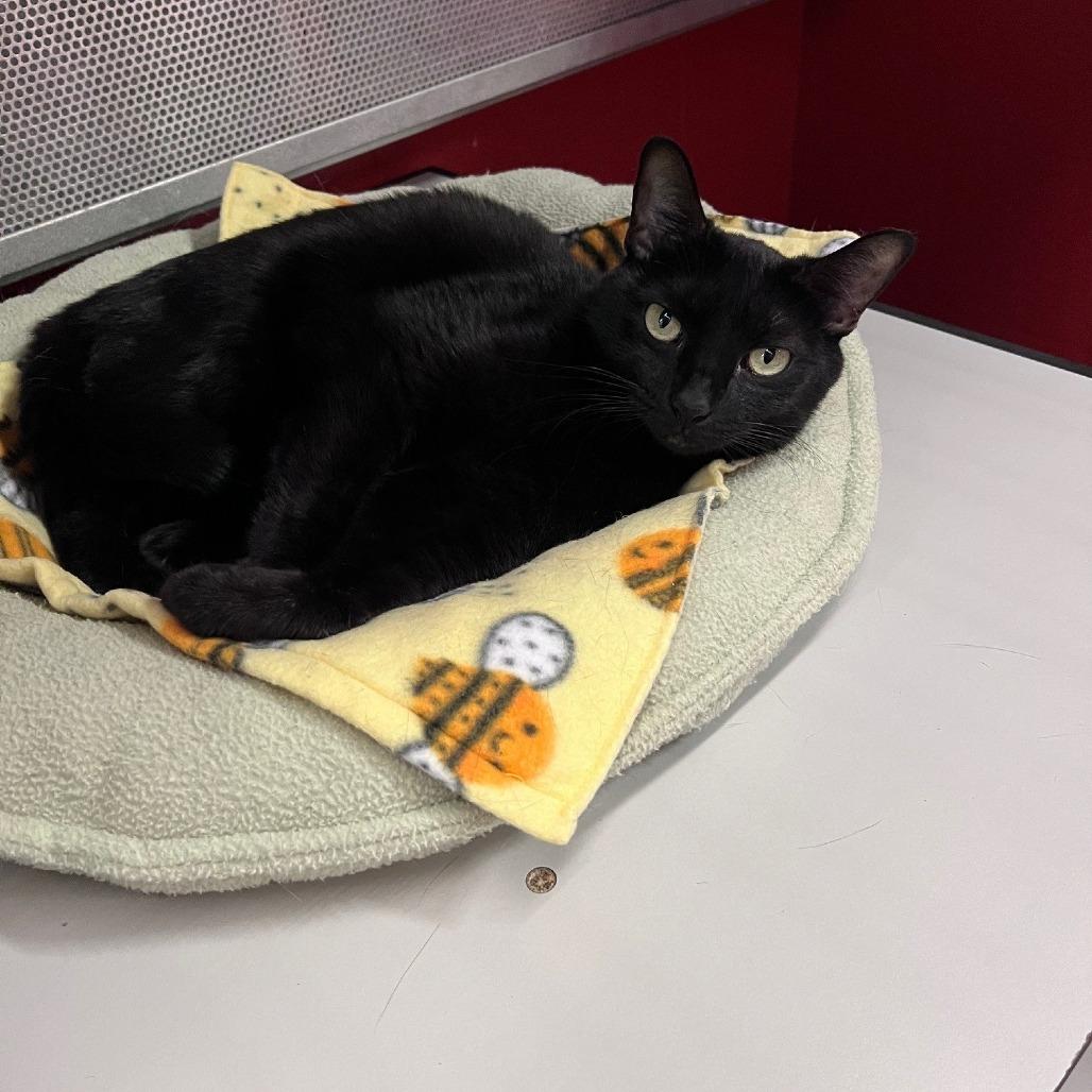 Desdemona, a Adoptable Domestic Short Hair in Sarasota, FL image 4/6