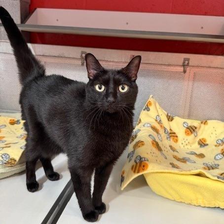 Desdemona, a Adoptable Domestic Short Hair in Sarasota, FL image 6/6