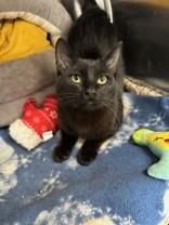 Karbunko, adopted, Young Male Domestic Short Hair.
