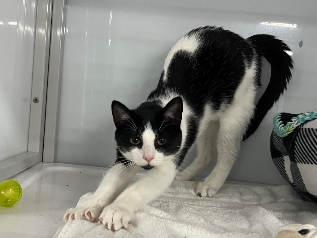 Deja Moo, Adoptable, Young Male Domestic Short Hair.