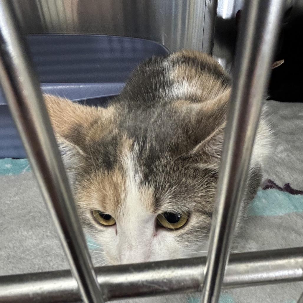 Enlarge Truffles, a Adoptable Domestic Short Hair in Hannibal, MO image 1/2