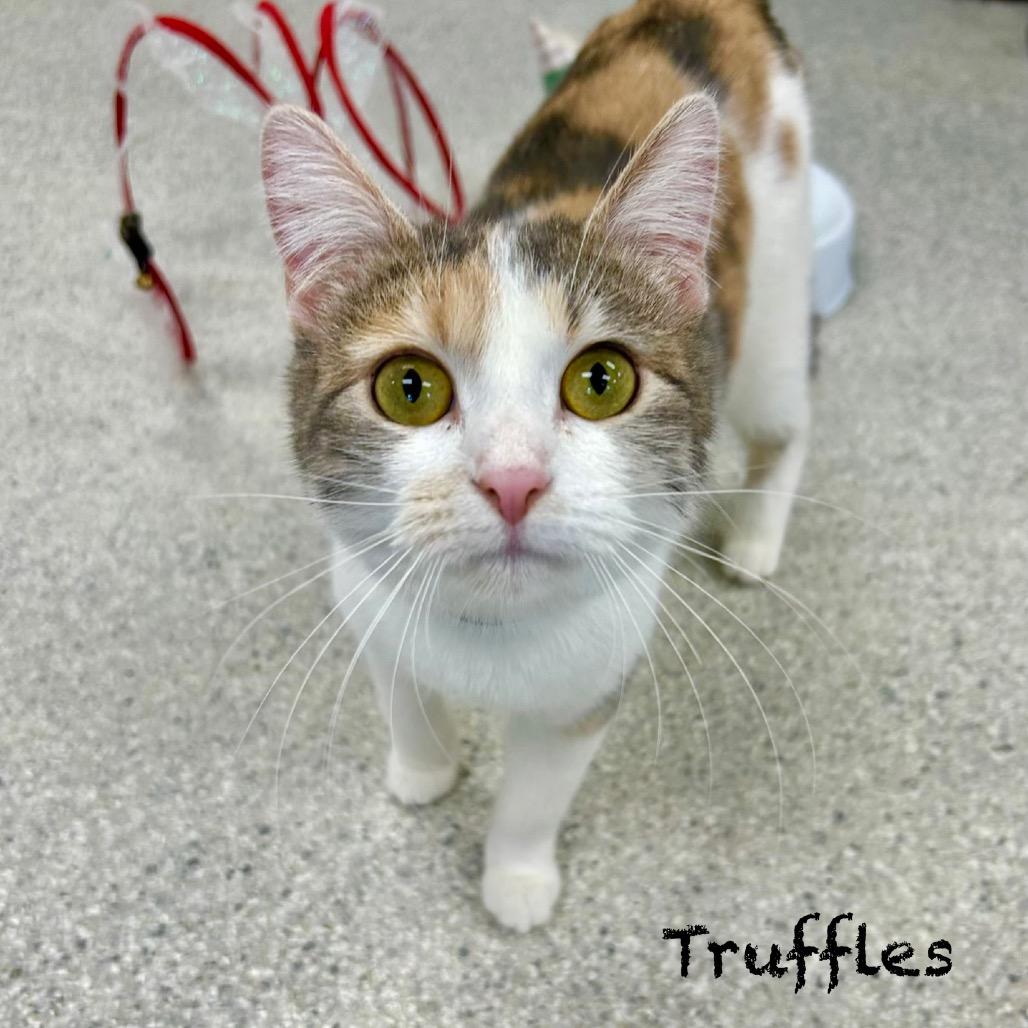 Enlarge Truffles, a Adoptable Domestic Short Hair in Hannibal, MO image 2/2