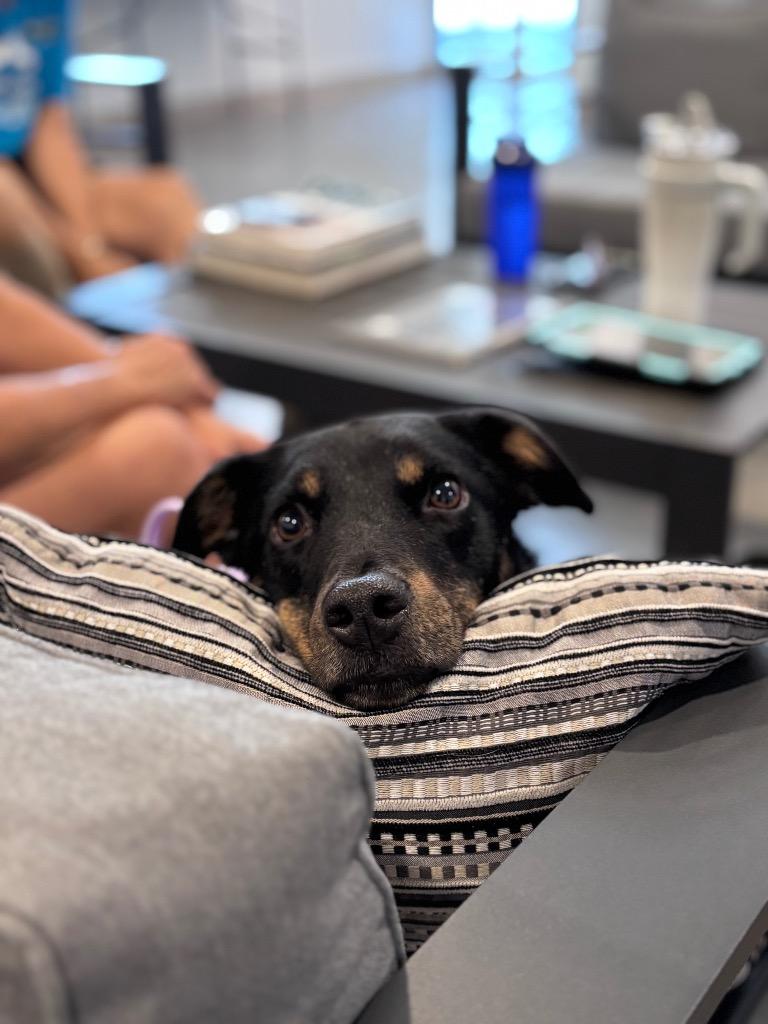 Enlarge Millie, a Adoptable mixed breed in Gilbert, AZ image 1/4