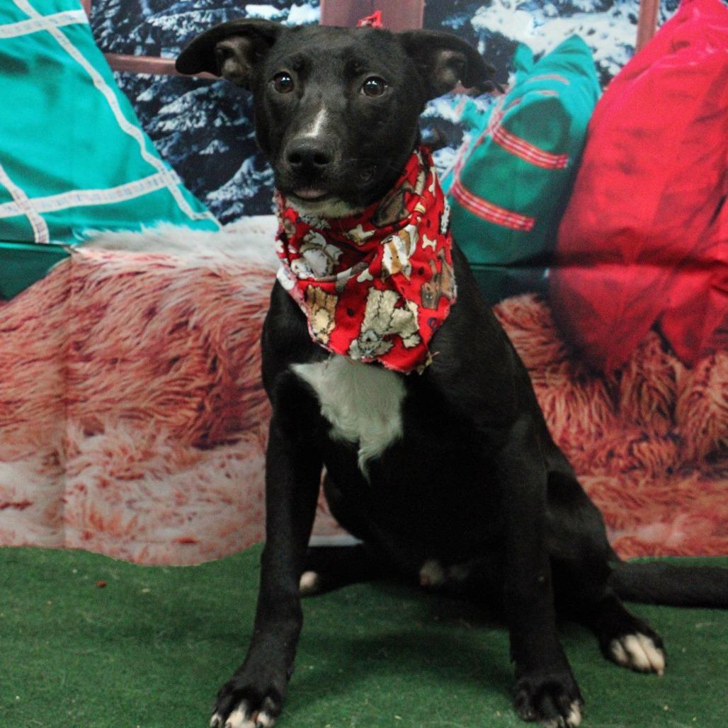 Enlarge Tagalong, a Adoptable Mixed Breed in Graham, TX image 2/6