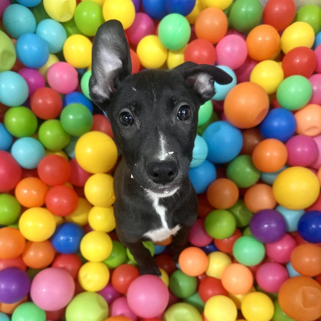 Enlarge Tagalong, a Adoptable Mixed Breed in Graham, TX image 4/6