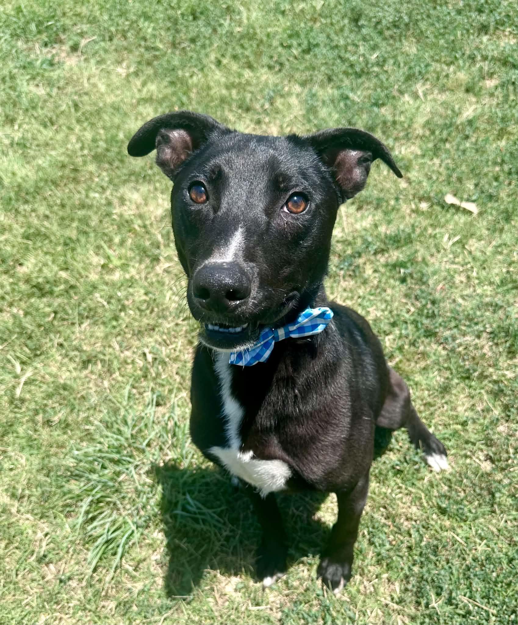 Tagalong, a Adoptable mixed breed in Graham, TX image 1/6