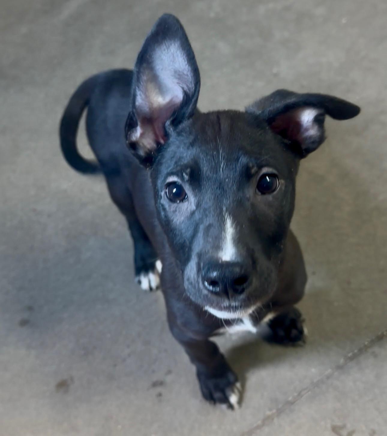 Enlarge Tagalong, a Adoptable Mixed Breed in Graham, TX image 5/6