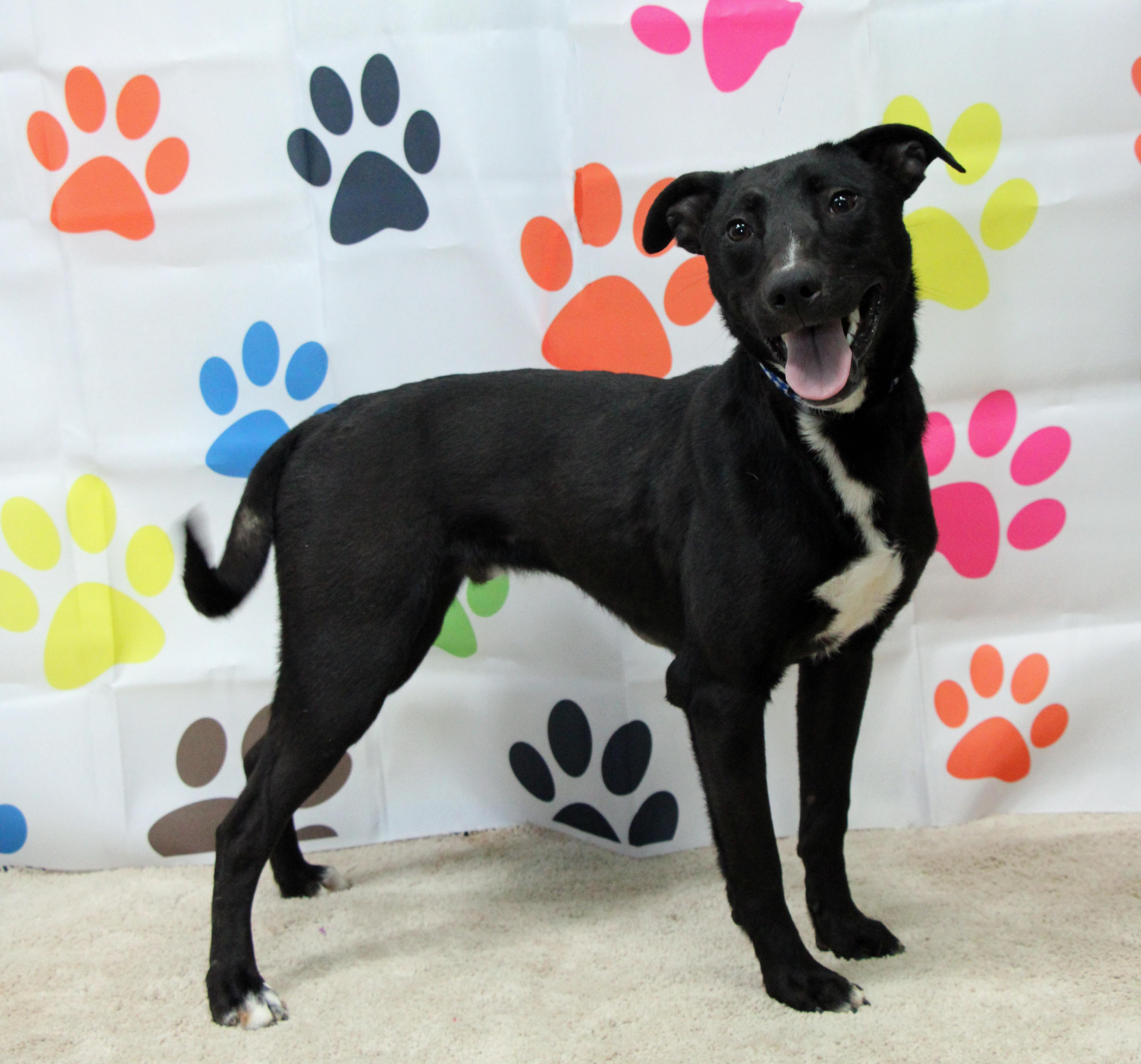 Enlarge Tagalong, a Adoptable mixed breed in Graham, TX image 2/6