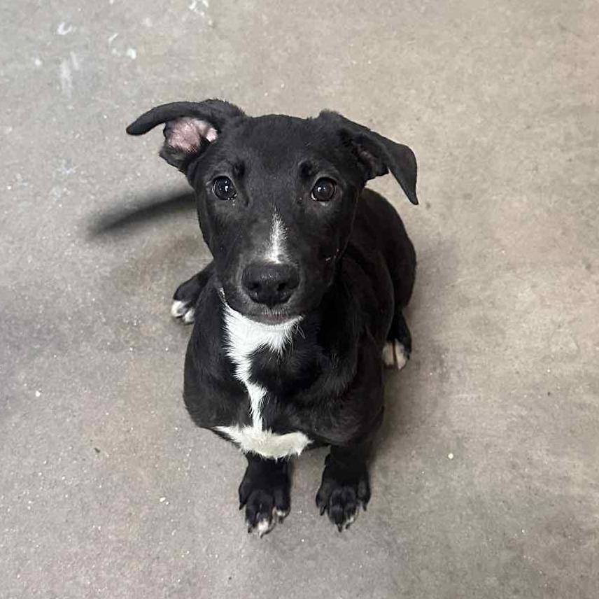 Enlarge Tagalong, a Adoptable Mixed Breed in Graham, TX image 3/6