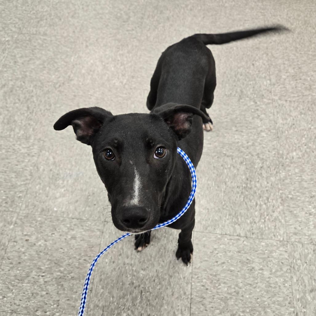 Enlarge Tagalong, a Adoptable Mixed Breed in Graham, TX image 1/6