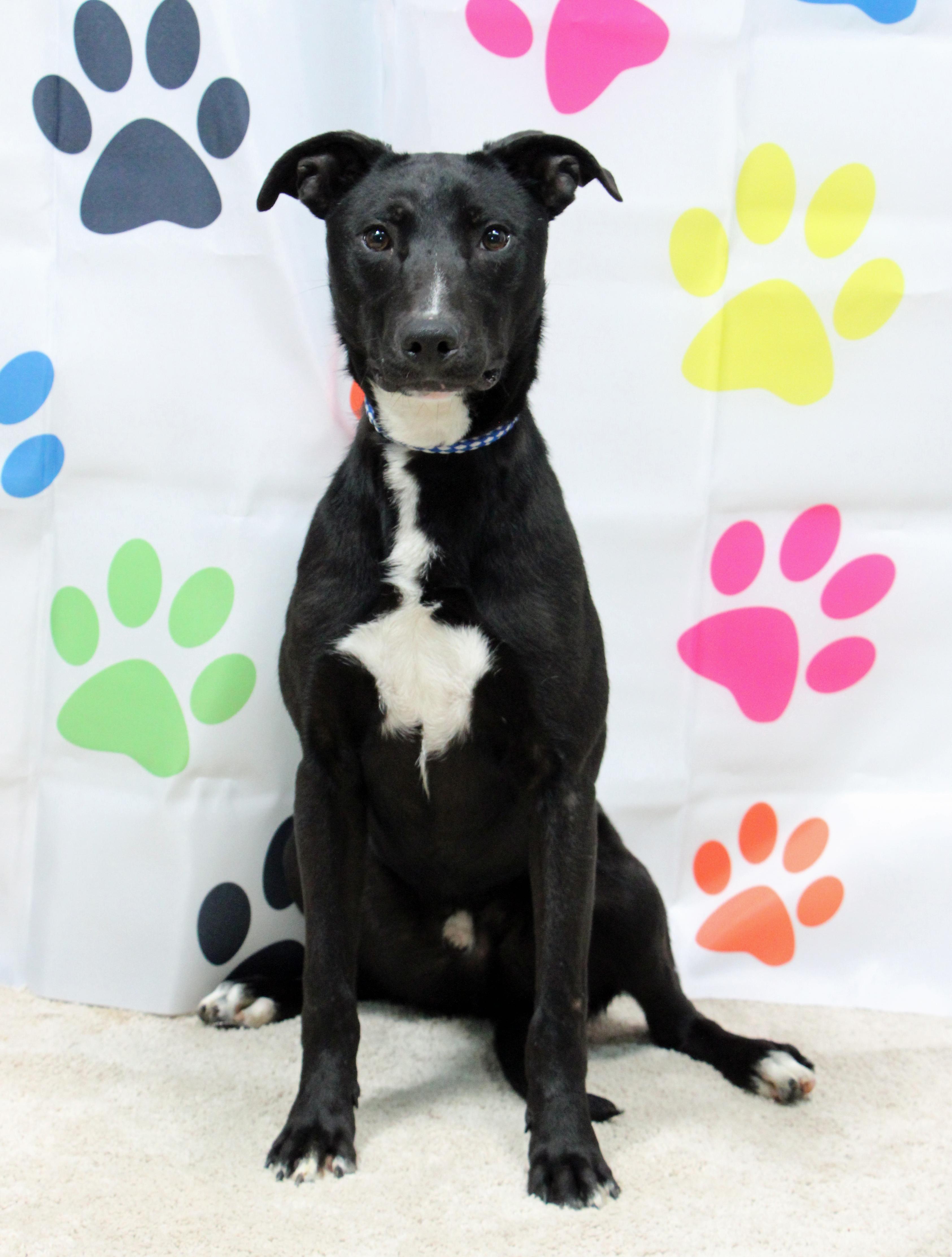 Tagalong, Adoptable, Young Male Belgian Shepherd / Malinois & Mixed Breed.