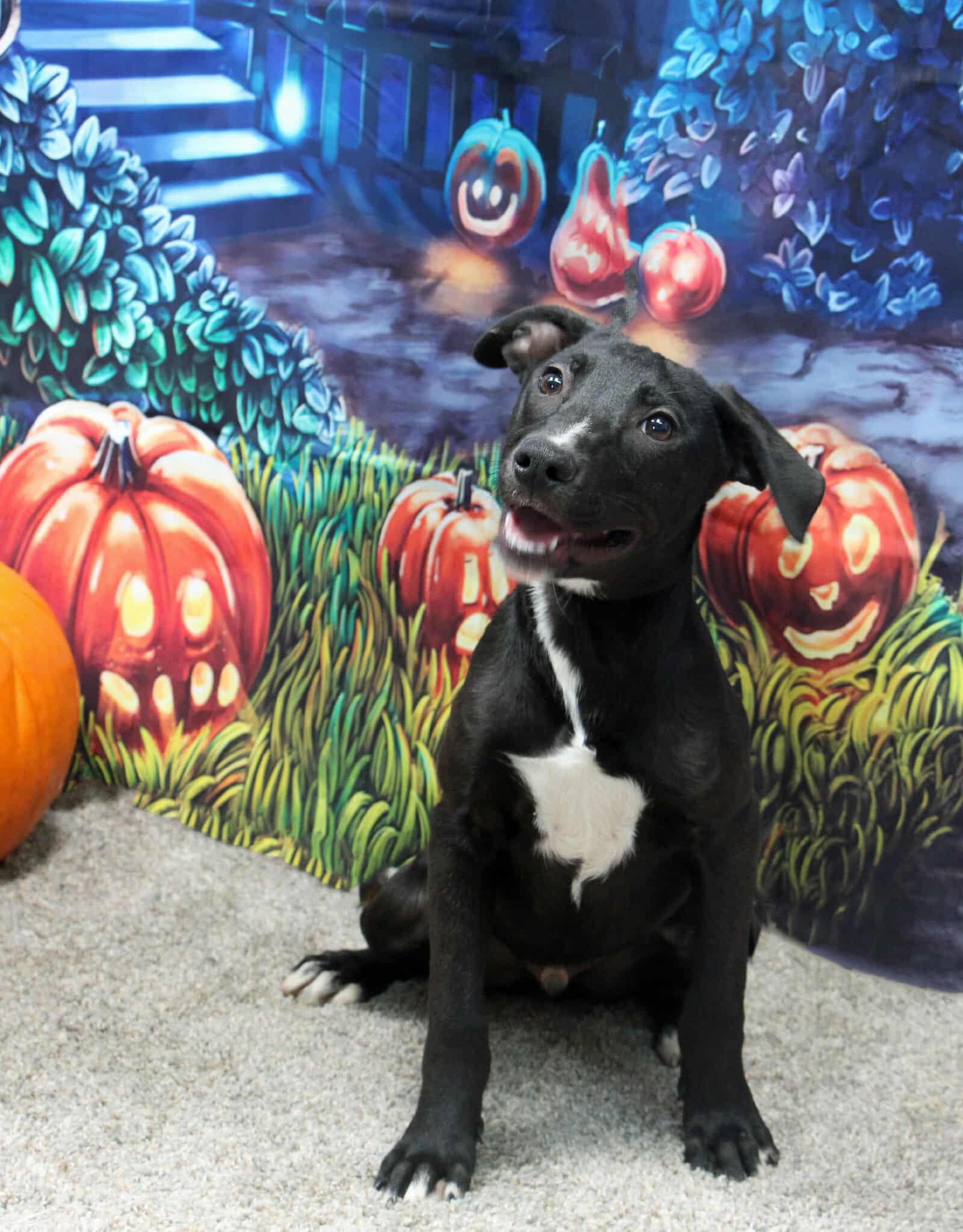 Tagalong, Adoptable, Young Male Mixed Breed.