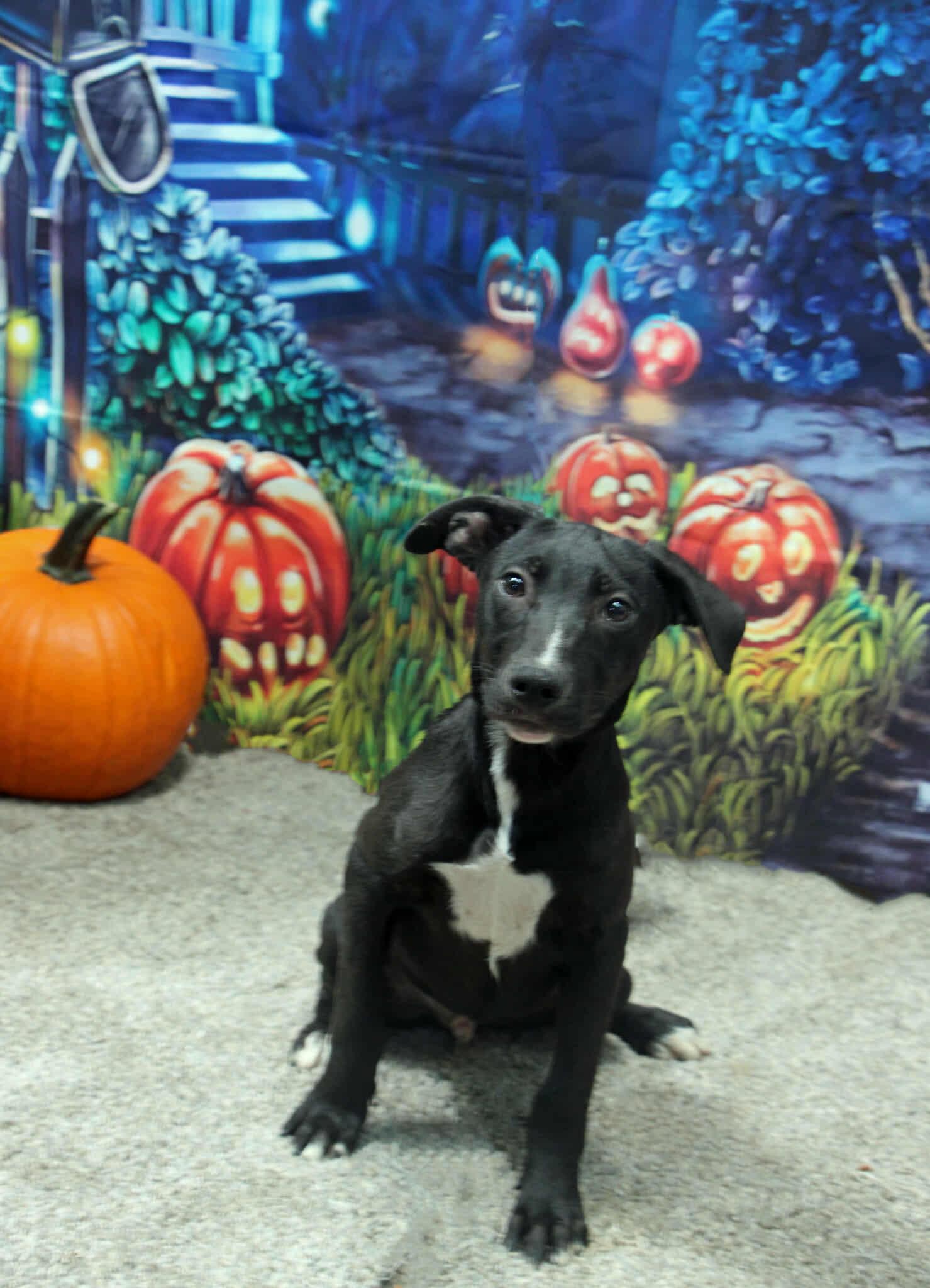 Enlarge Tagalong, a Adoptable Mixed Breed in Graham, TX image 2/6