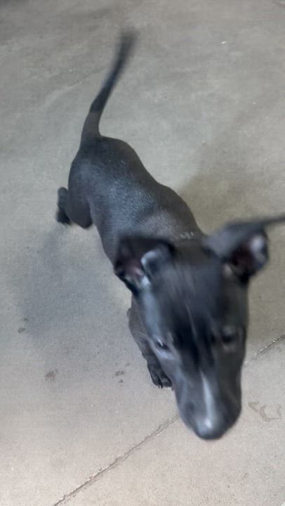 Enlarge Tagalong, a Adoptable Mixed Breed in Graham, TX video 6/6