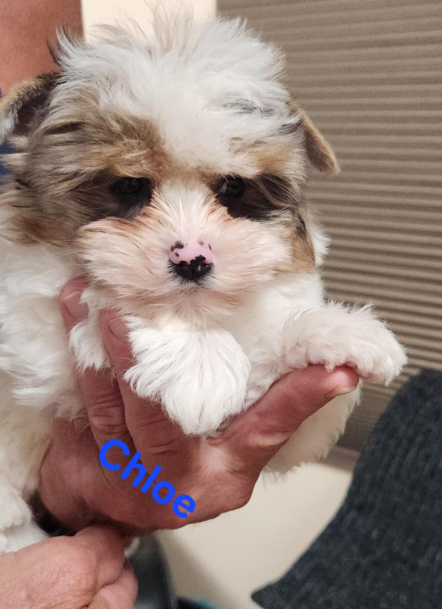 Chloe (Biewer Terrier), a Adoptable Yorkshire Terrier in North Augusta, SC image 2/3
