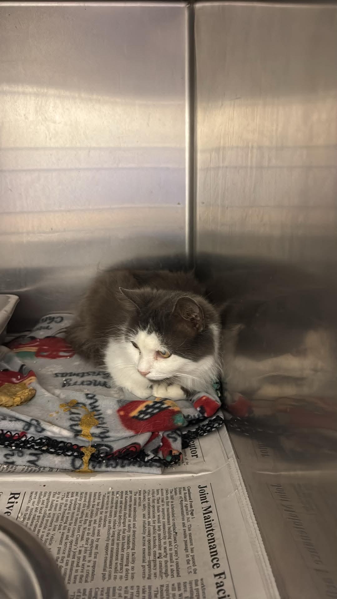 amity, Adoptable, Adult Female Domestic Short Hair.