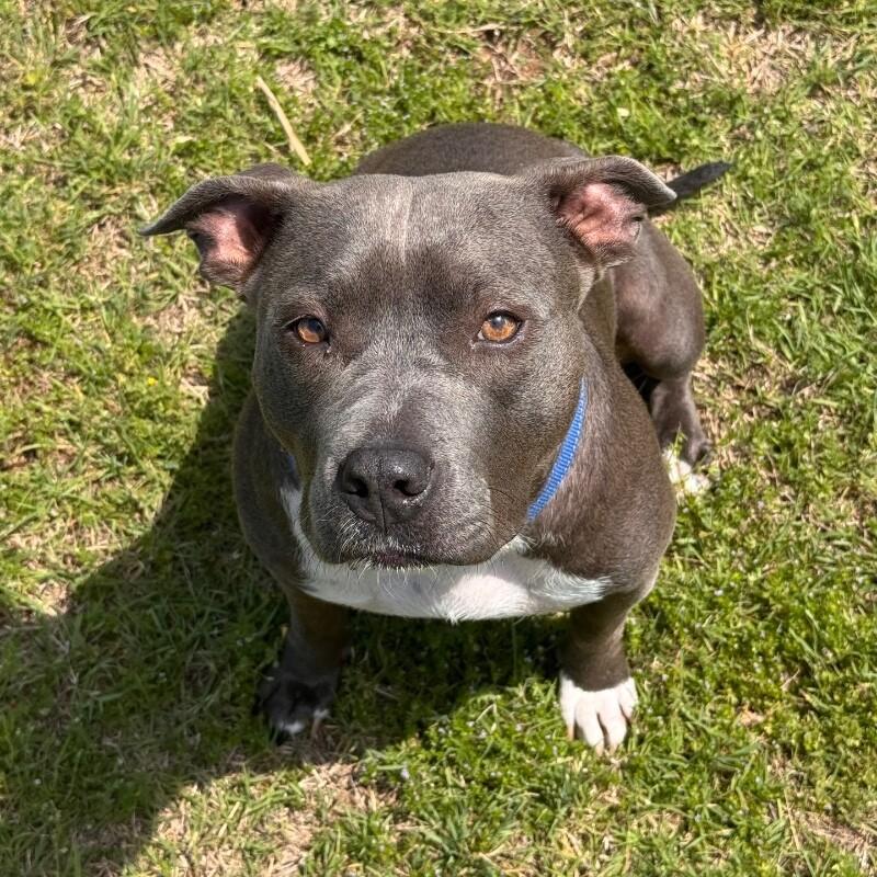 LADY VIOLET (BLUEBERRY), Adoptable, Adult Female American Staffordshire Terrier.