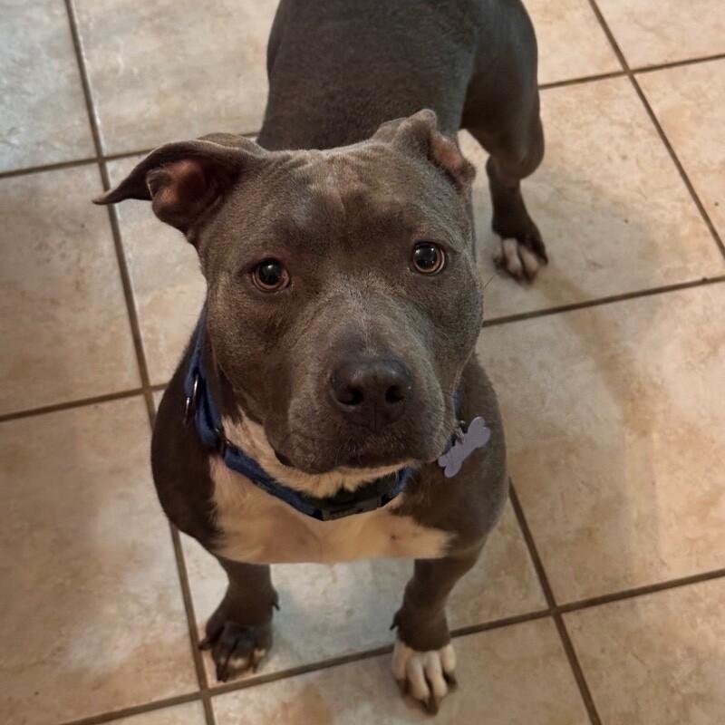LADY VIOLET (BLUEBERRY), a Adoptable American Staffordshire Terrier in lawton, OK image 2/6