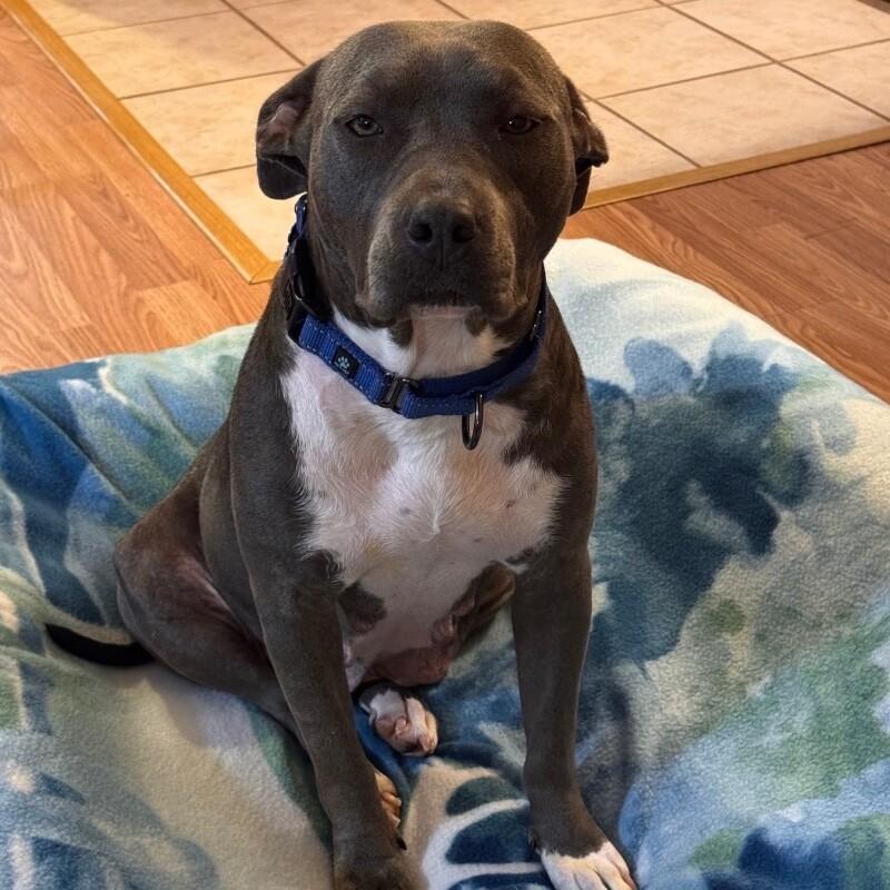 LADY VIOLET (BLUEBERRY), a Adoptable American Staffordshire Terrier in lawton, OK image 5/6