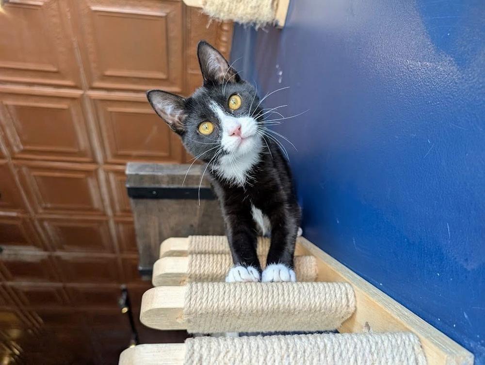 Merlot, Adoptable, Kitten Male Domestic Short Hair.