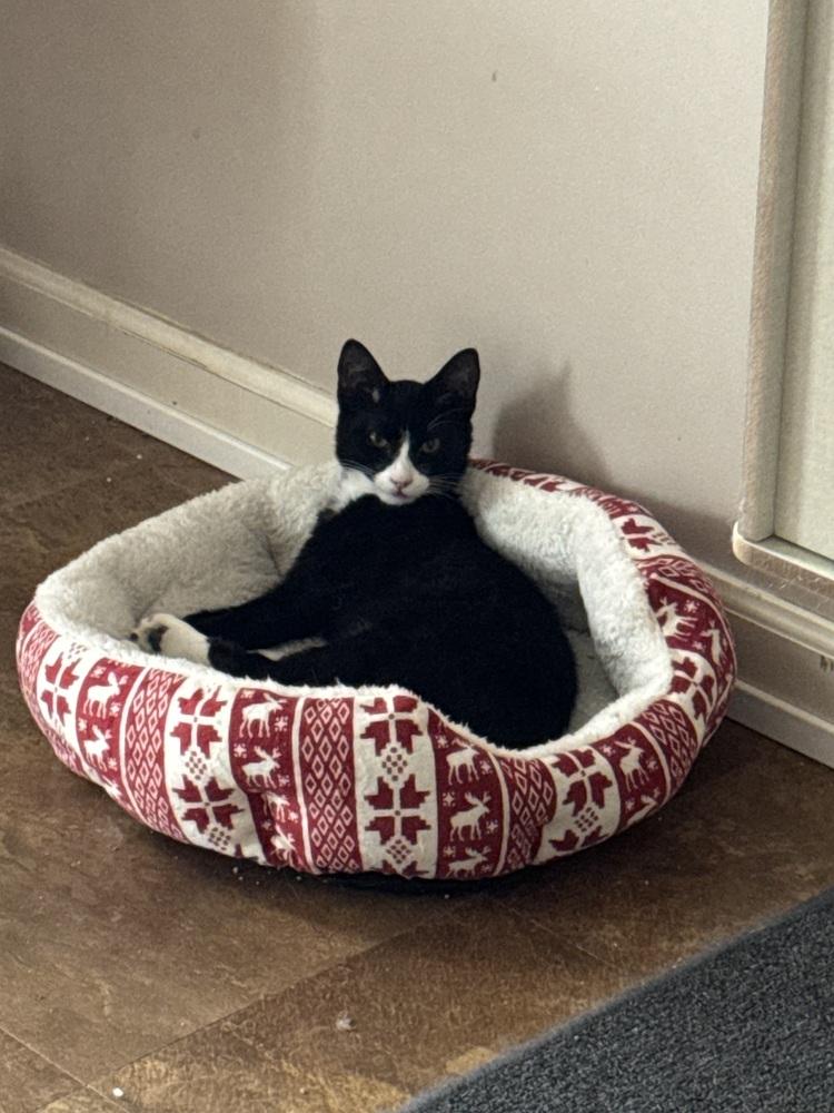 Enlarge Merlot, a Adoptable Domestic Short Hair in Lewisburg, PA image 1/1