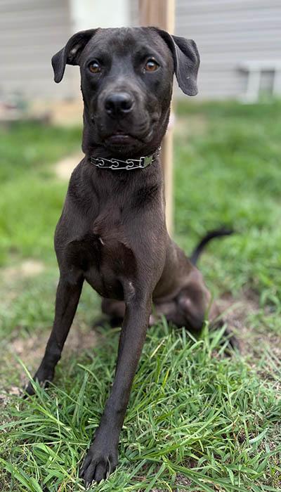 Enlarge Davy Jones, a Adoptable mixed breed in Lake Wylie, SC image 2/5