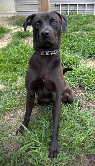 Enlarge Davy Jones, a Adoptable mixed breed in Lake Wylie, SC image 3/5