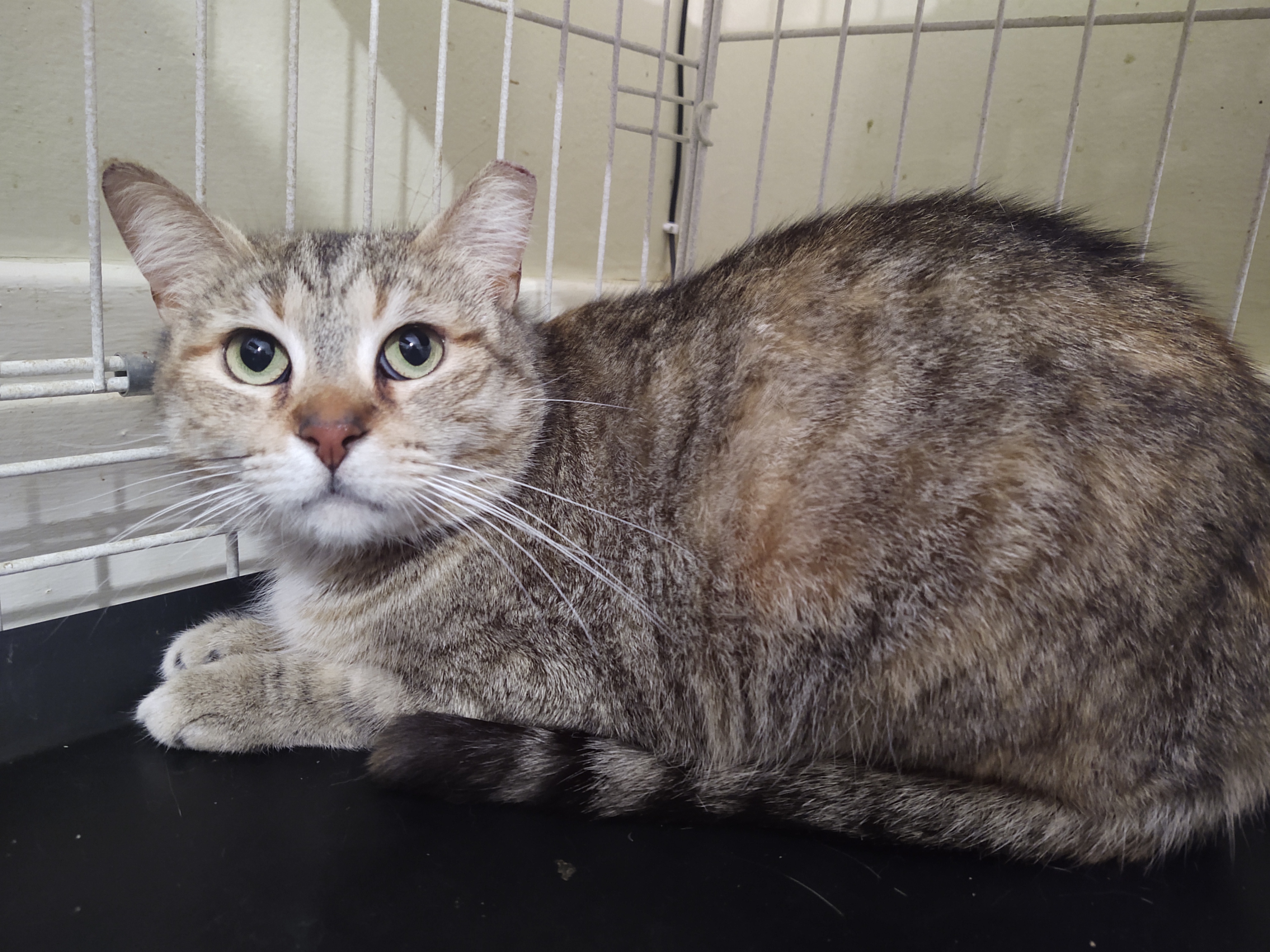 Sanora, a Adoptable Domestic Short Hair in Buffalo, NY image 1/3