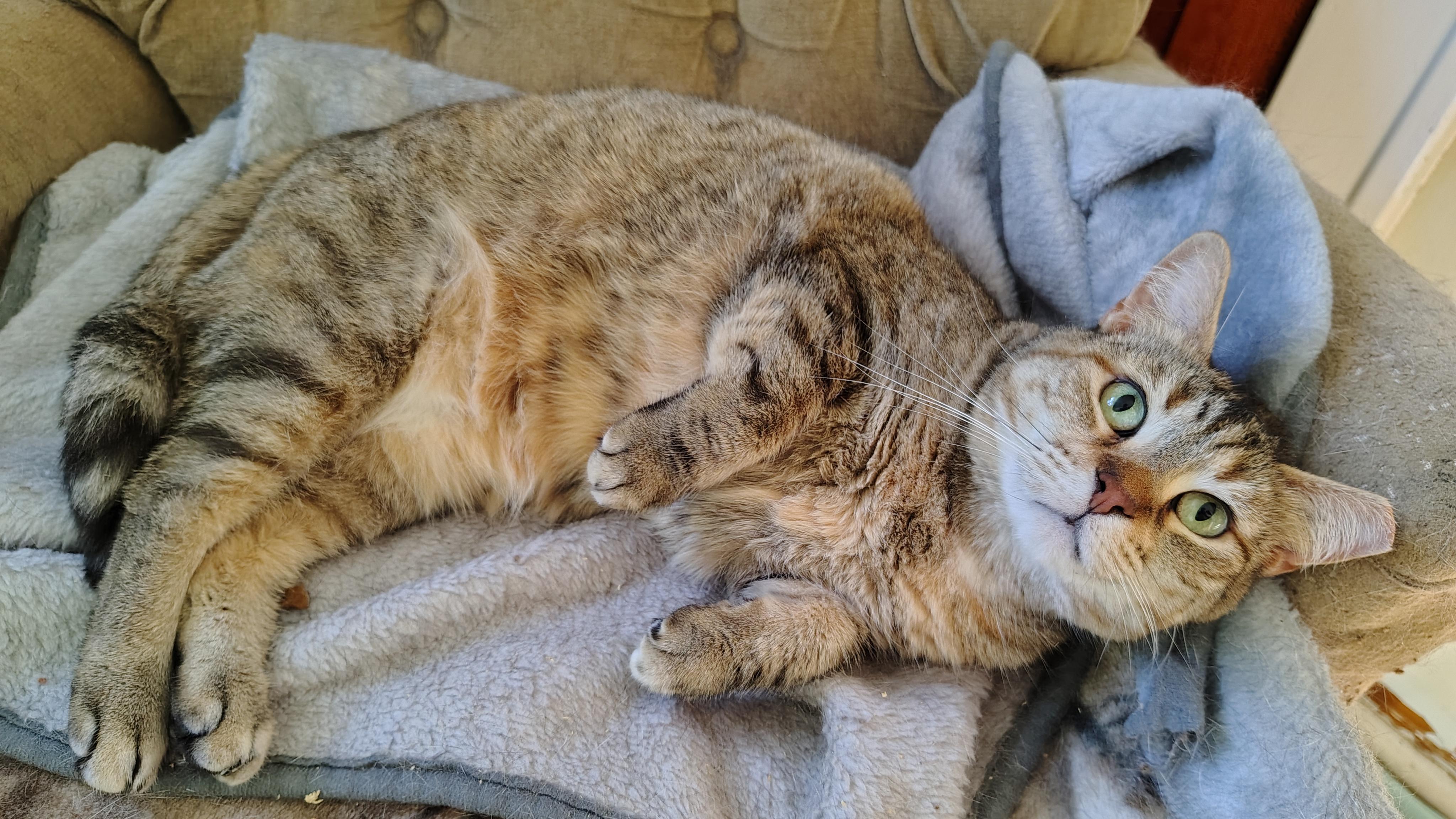 Sanora, a Adoptable Domestic Short Hair in Buffalo, NY image 2/5
