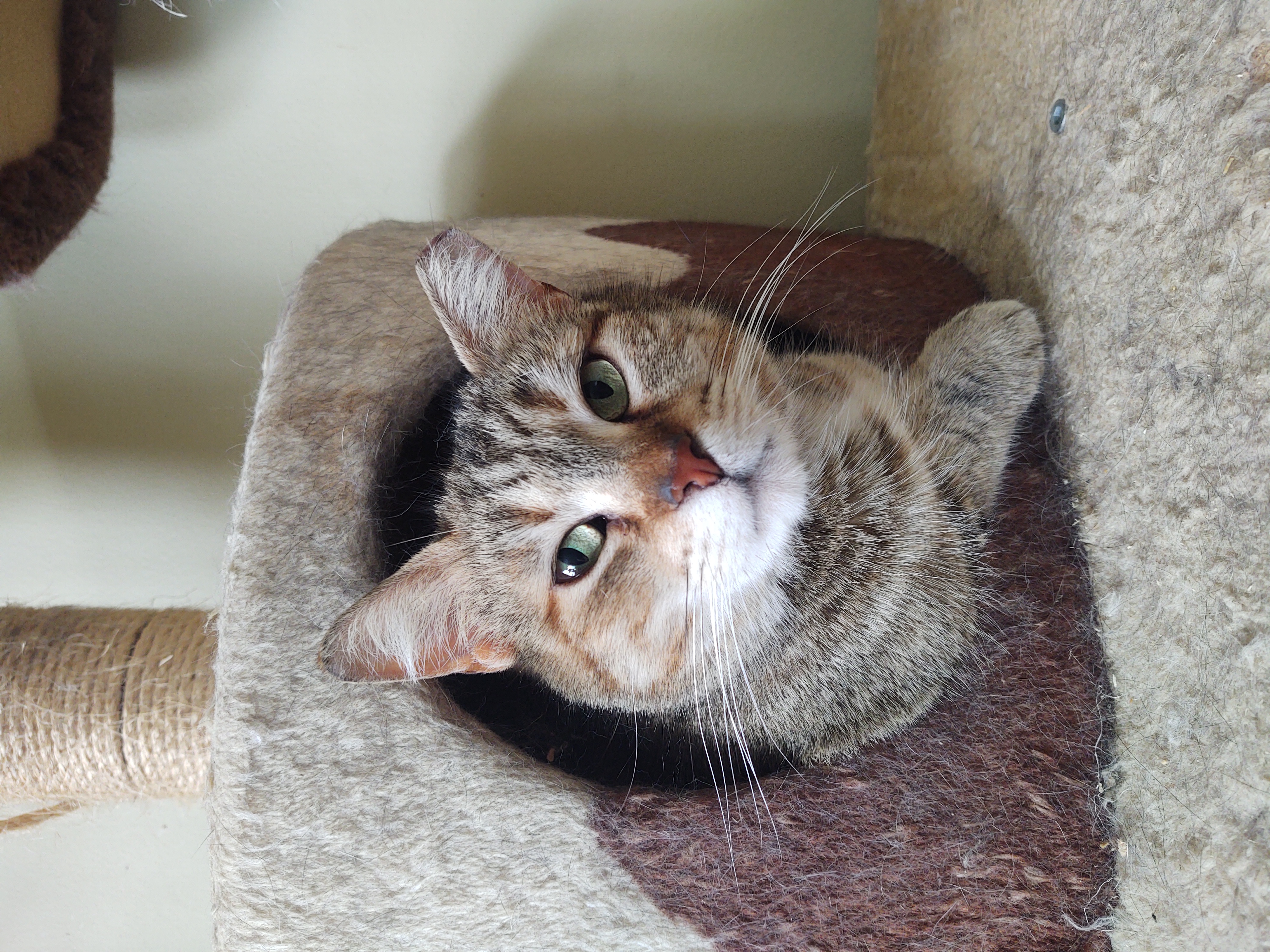 Sanora, a Adoptable Domestic Short Hair in Buffalo, NY image 3/3