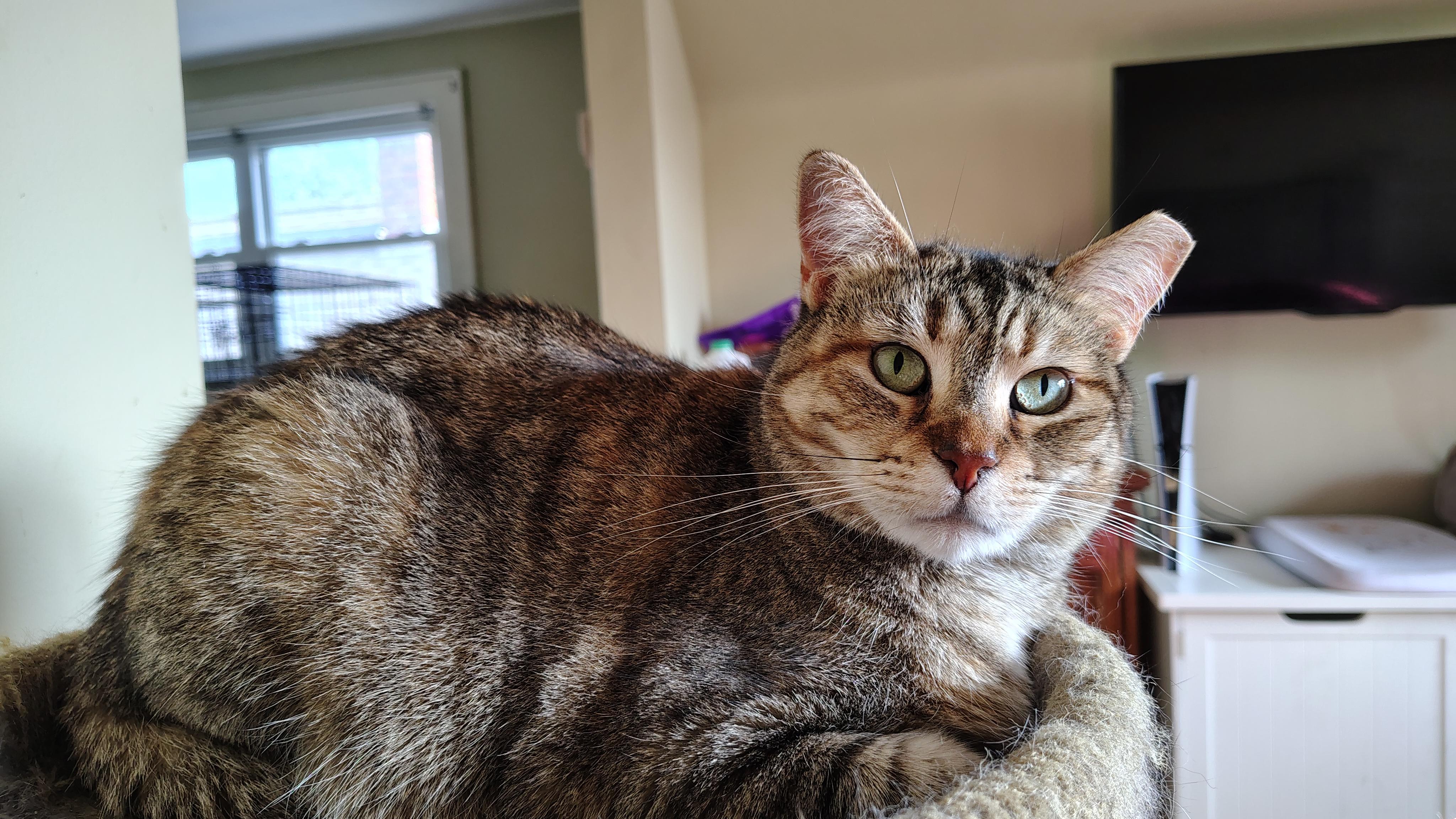 Sanora, Adoptable, Adult Female Domestic Short Hair.