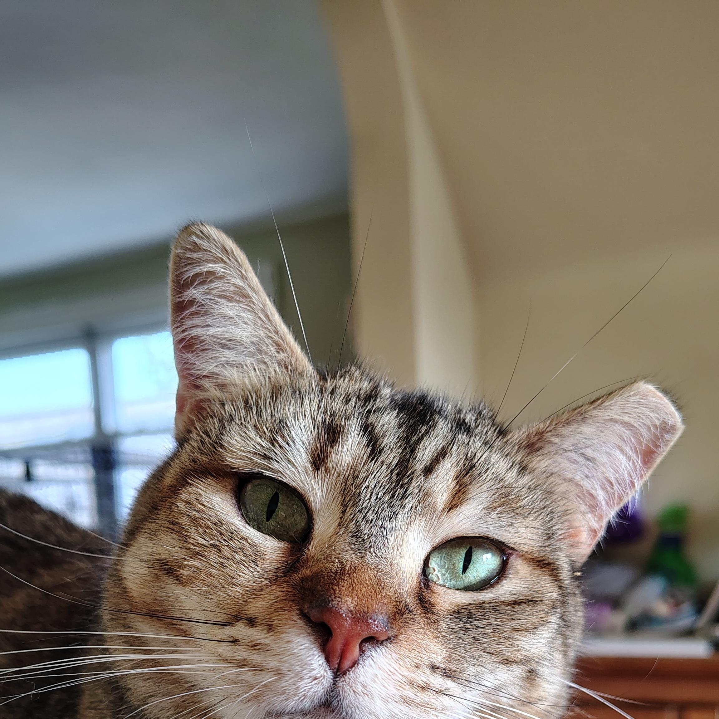 Sanora, a Adoptable Domestic Short Hair in Buffalo, NY image 3/5