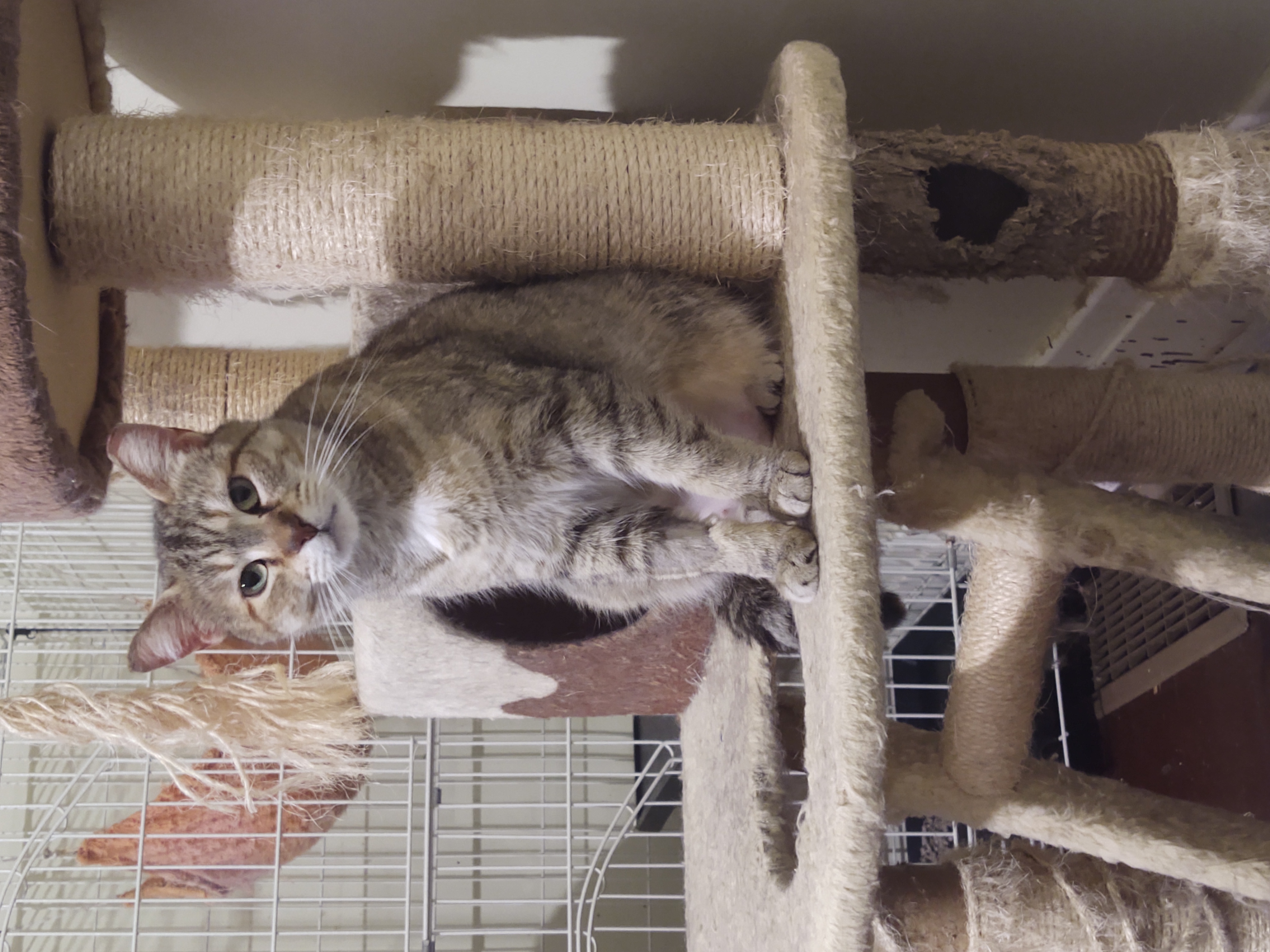 Sanora, a Adoptable Domestic Short Hair in Buffalo, NY image 2/3