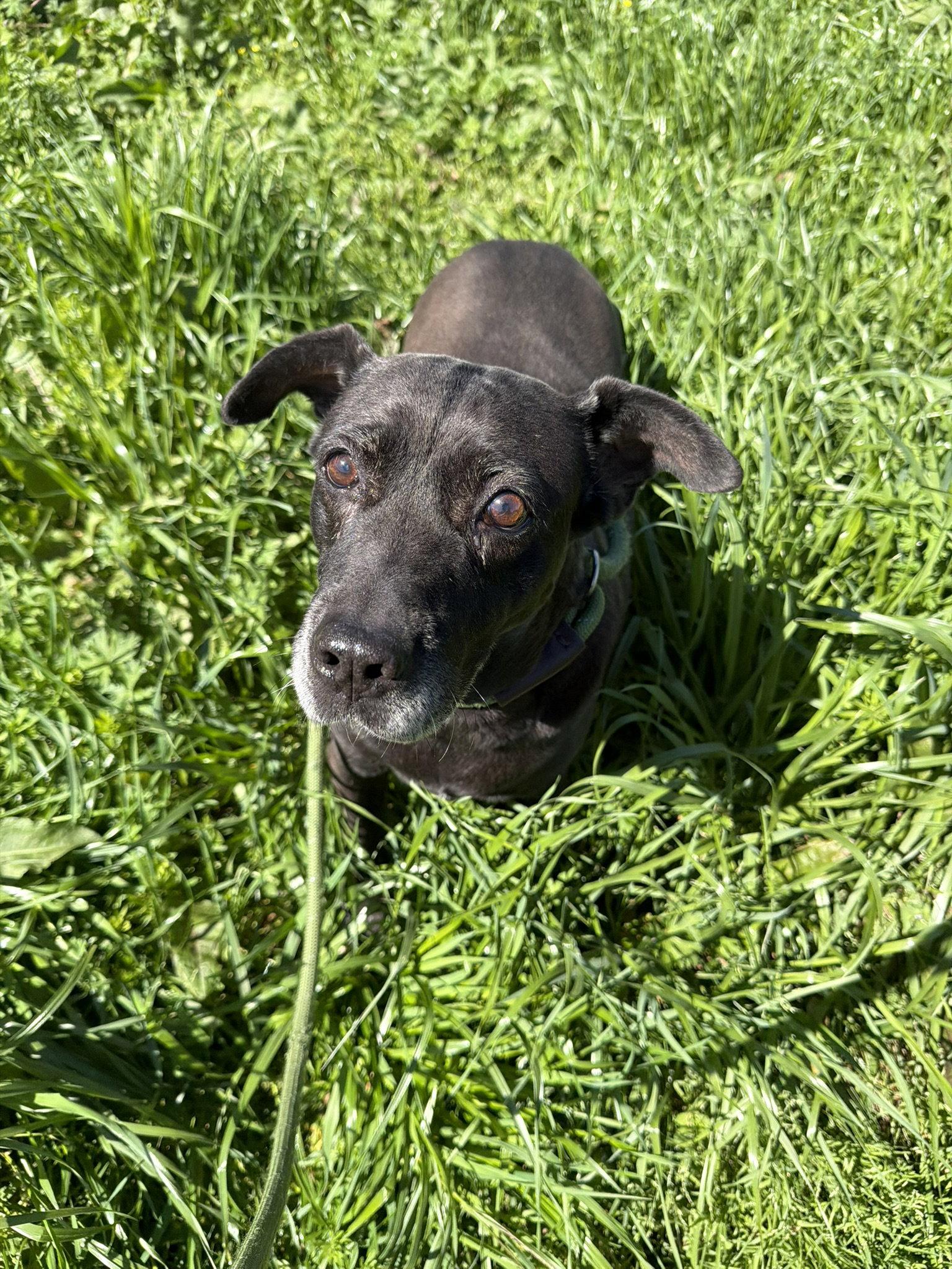 Daffy, Adoptable, Senior Female Labrador Retriever.