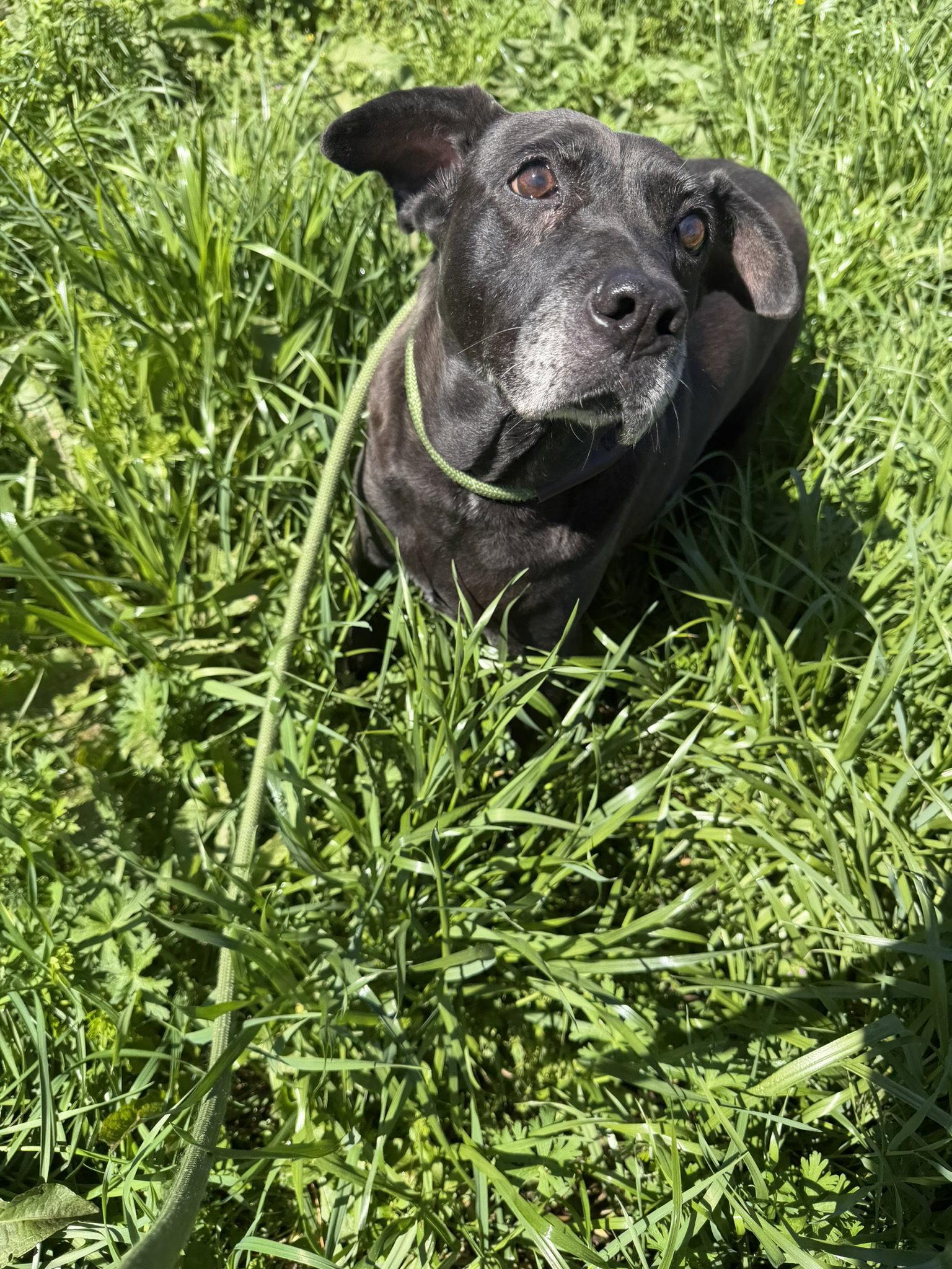 Enlarge Daffy, a Adoptable Labrador Retriever in Jackson, MS image 3/3