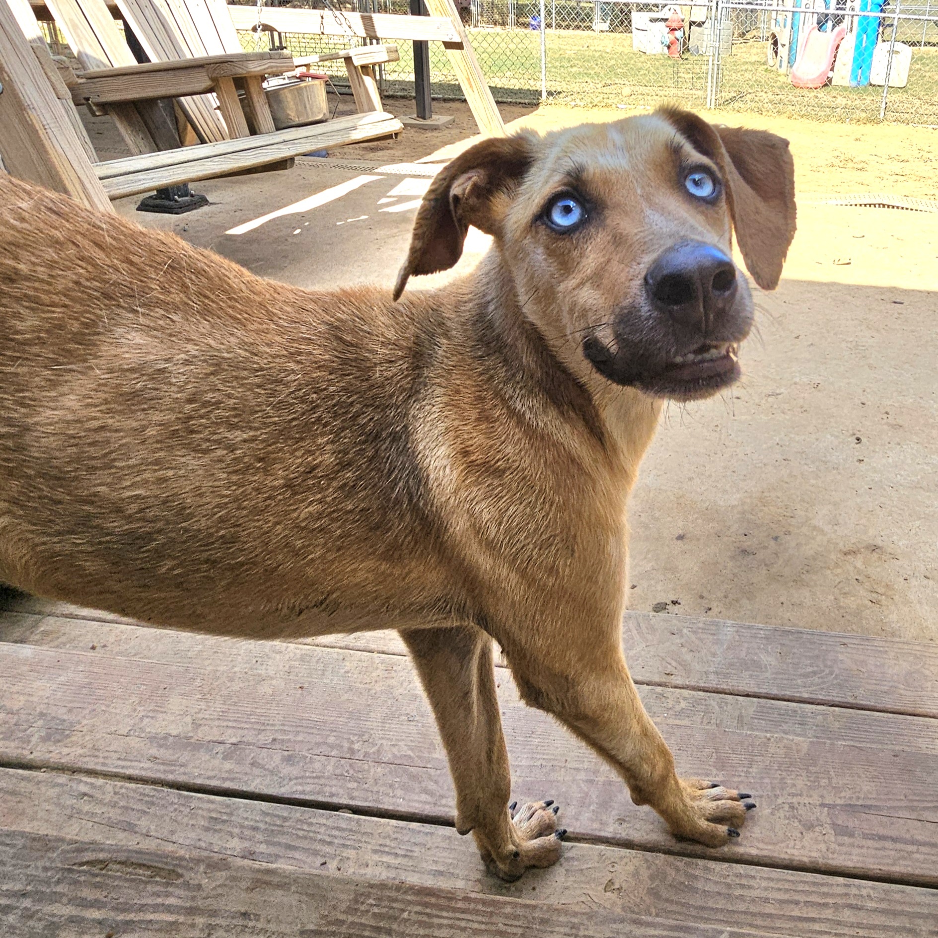 Enlarge EVEREST, a Adoptable mixed breed in Athens, AL image 2/6