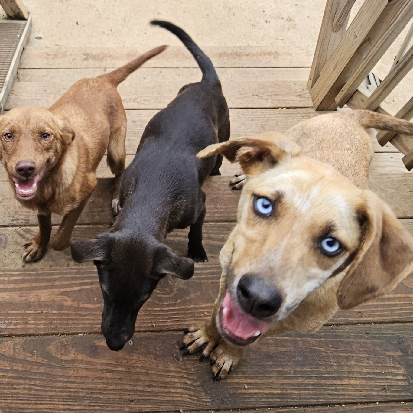 Enlarge EVEREST, a Adoptable mixed breed in Athens, AL image 6/6