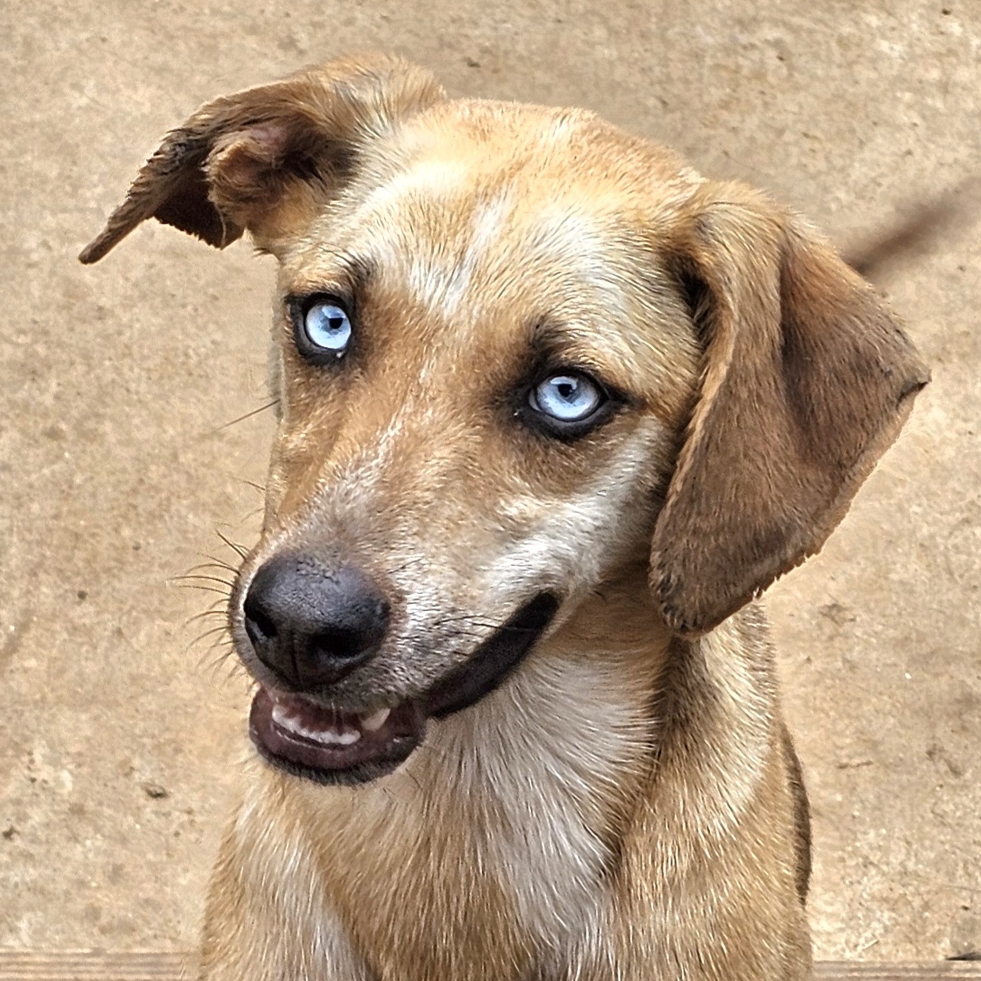 Enlarge EVEREST, a Adoptable mixed breed in Athens, AL image 1/6