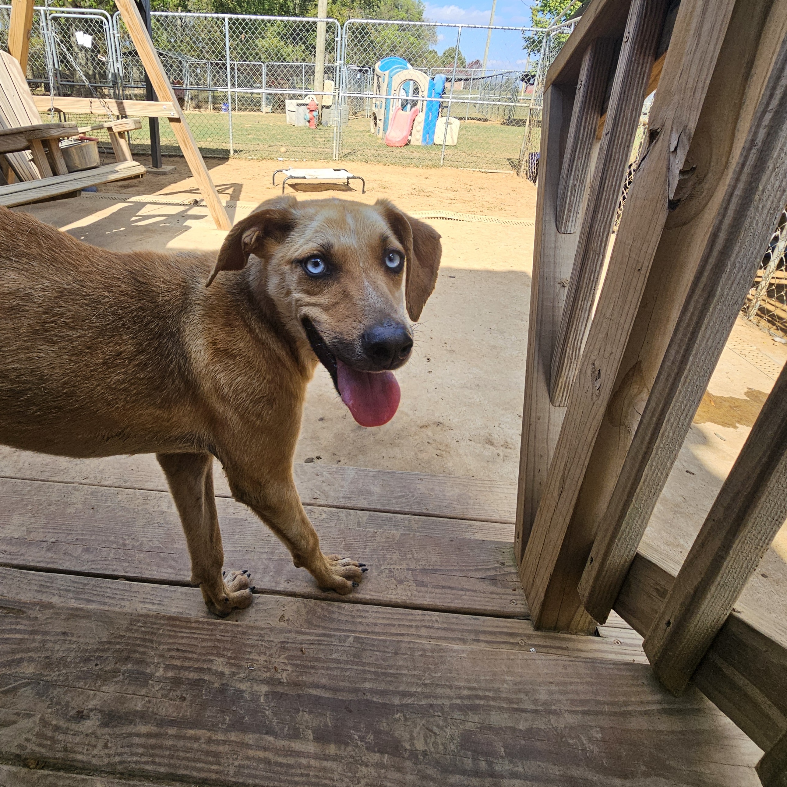 Enlarge EVEREST, a Adoptable mixed breed in Athens, AL image 3/6