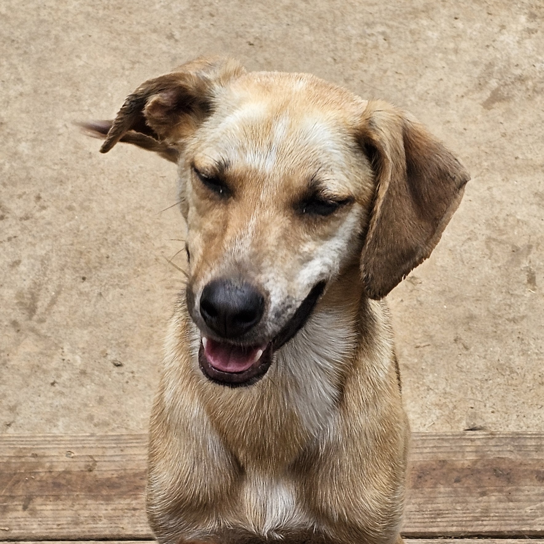 Enlarge EVEREST, a Adoptable mixed breed in Athens, AL image 5/6