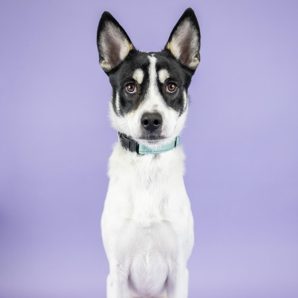 Roper, a Adoptable mixed breed in Portland, OR image 1/2