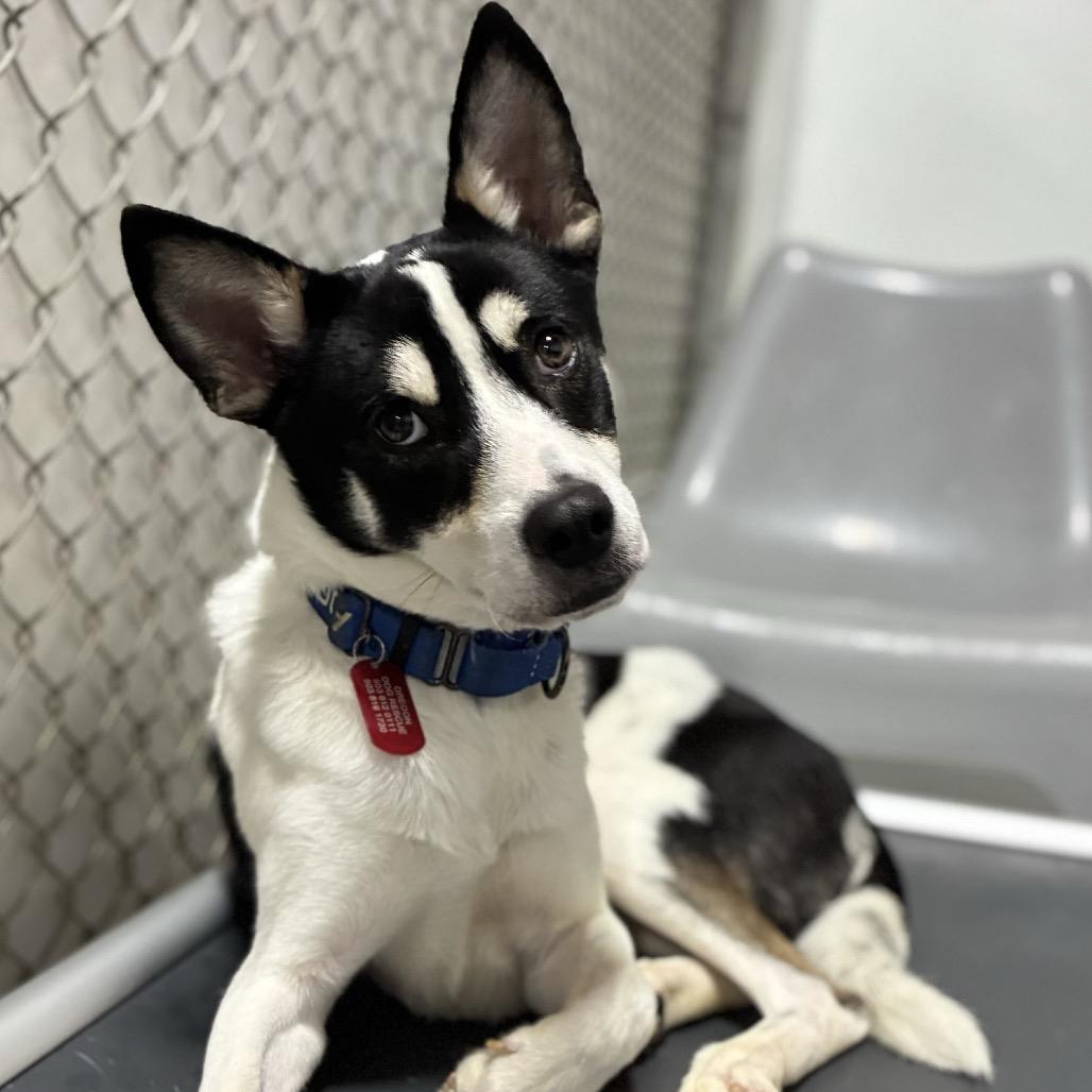 Roper, a Adoptable mixed breed in Portland, OR image 2/2