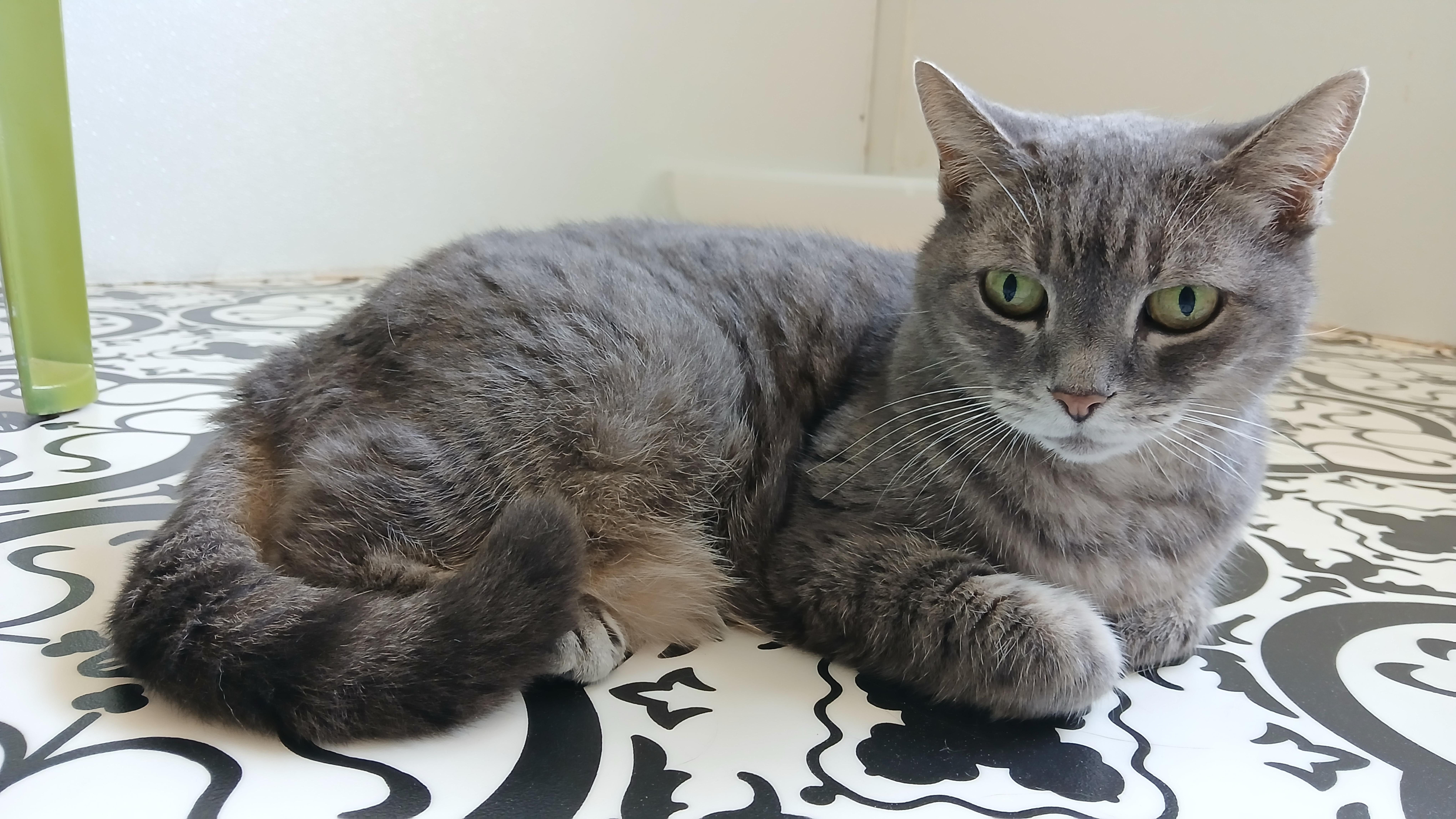 Enlarge Grey Gayle, a Adoptable Domestic Short Hair in Cullowhee, NC image 6/6