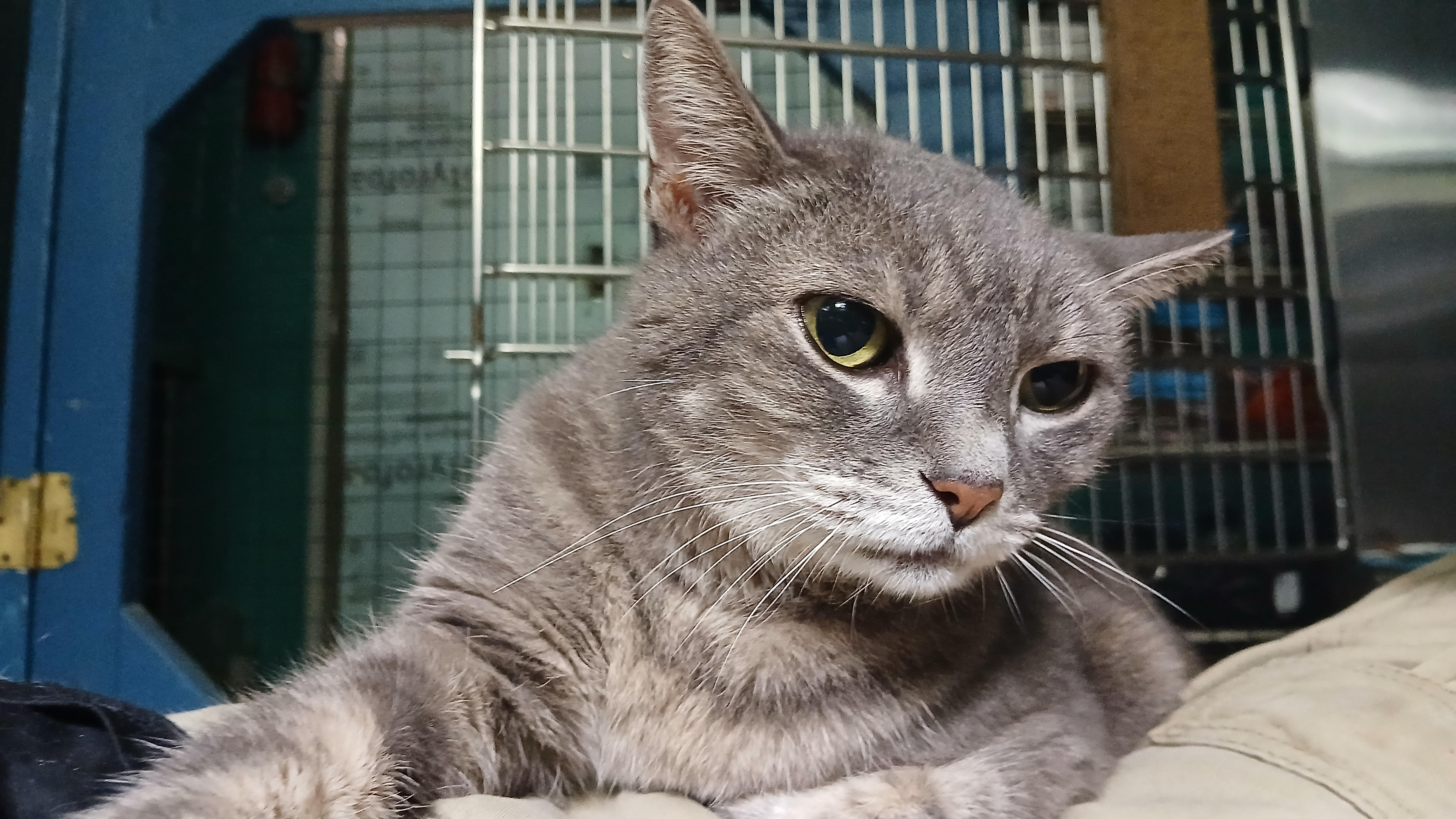 Enlarge Grey Gayle, a Adoptable Domestic Short Hair in Cullowhee, NC image 2/2