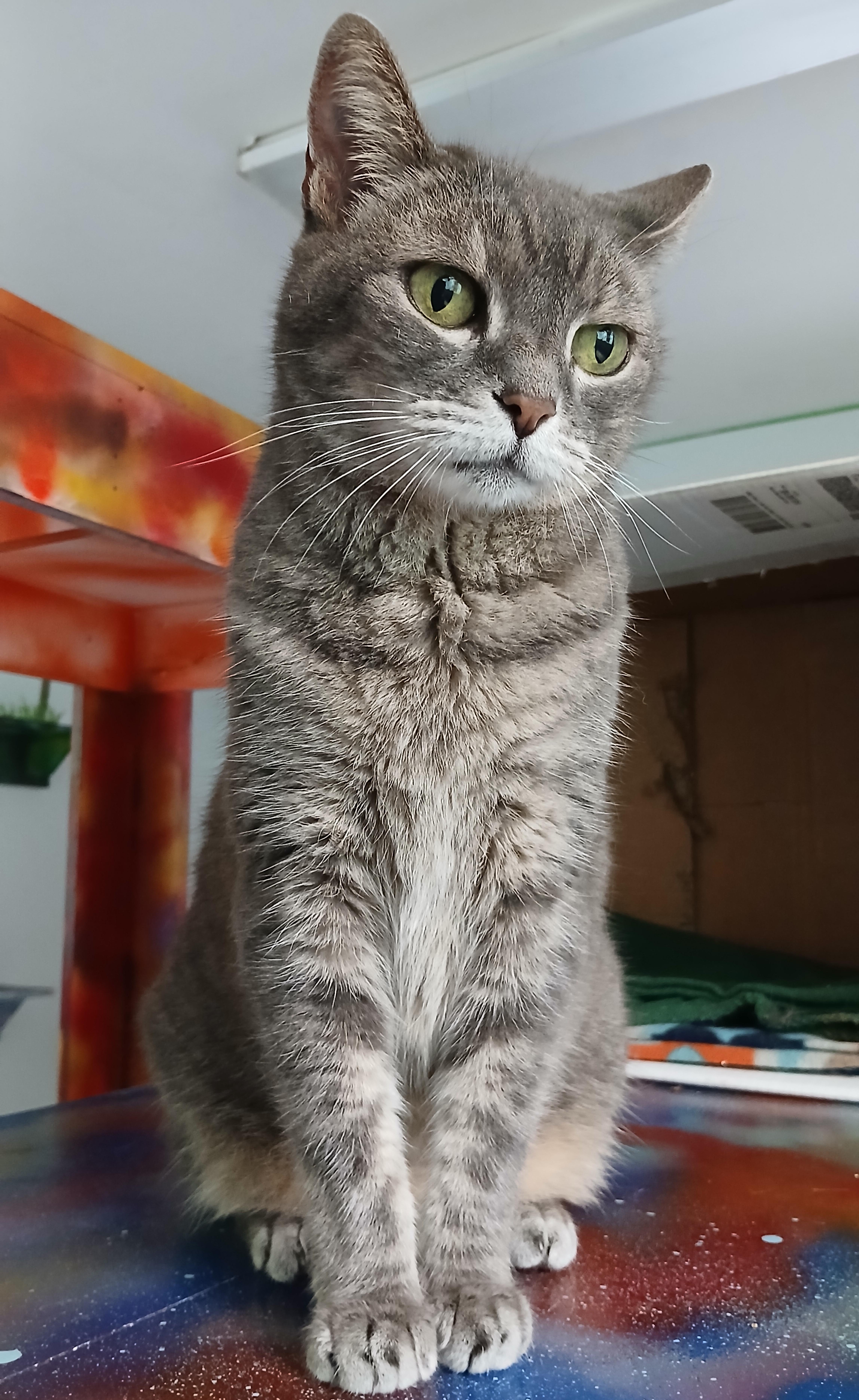 Enlarge Grey Gayle, a Adoptable Domestic Short Hair in Cullowhee, NC image 4/6