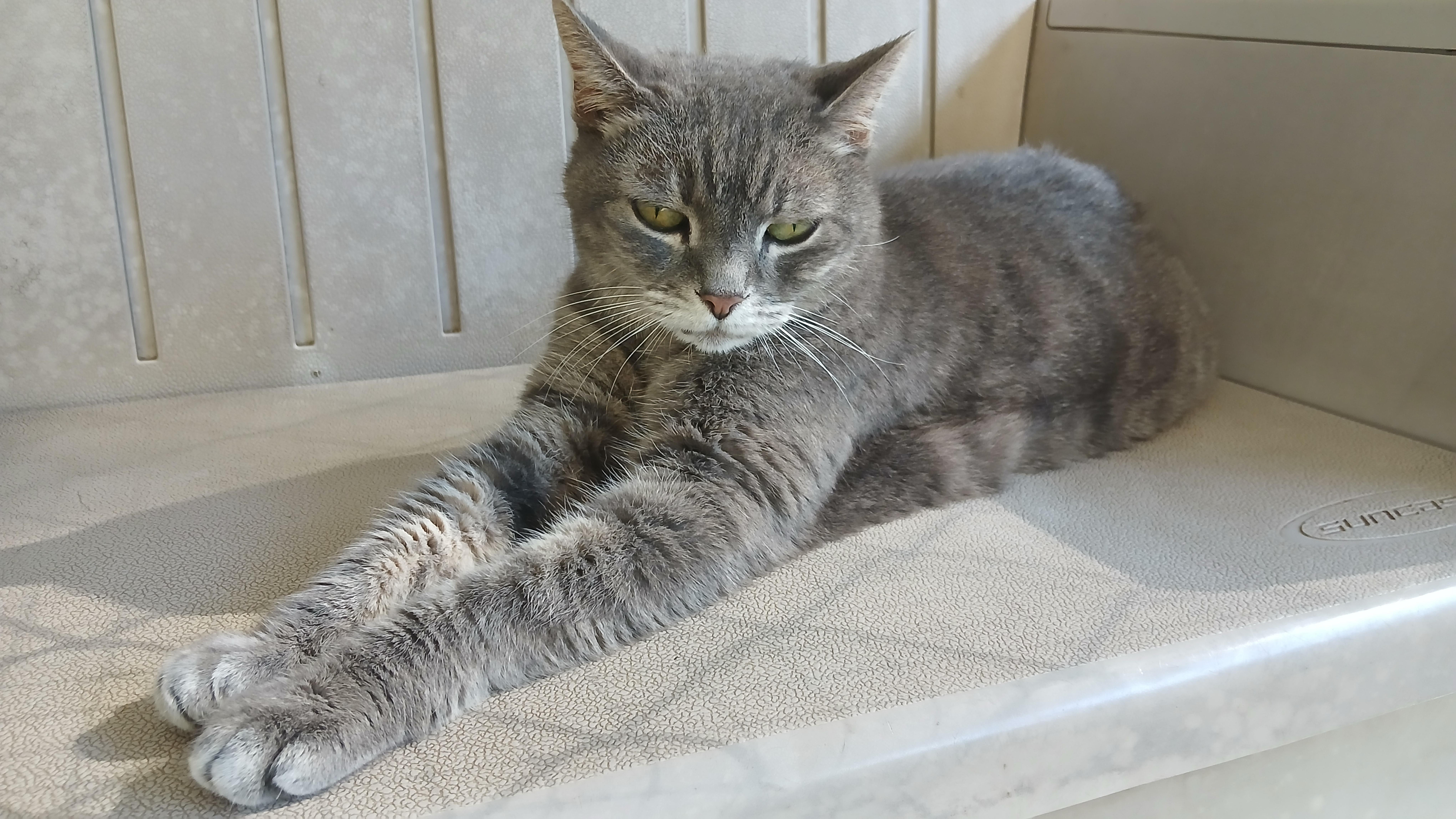 Enlarge Grey Gayle, a Adoptable Domestic Short Hair in Cullowhee, NC image 2/6