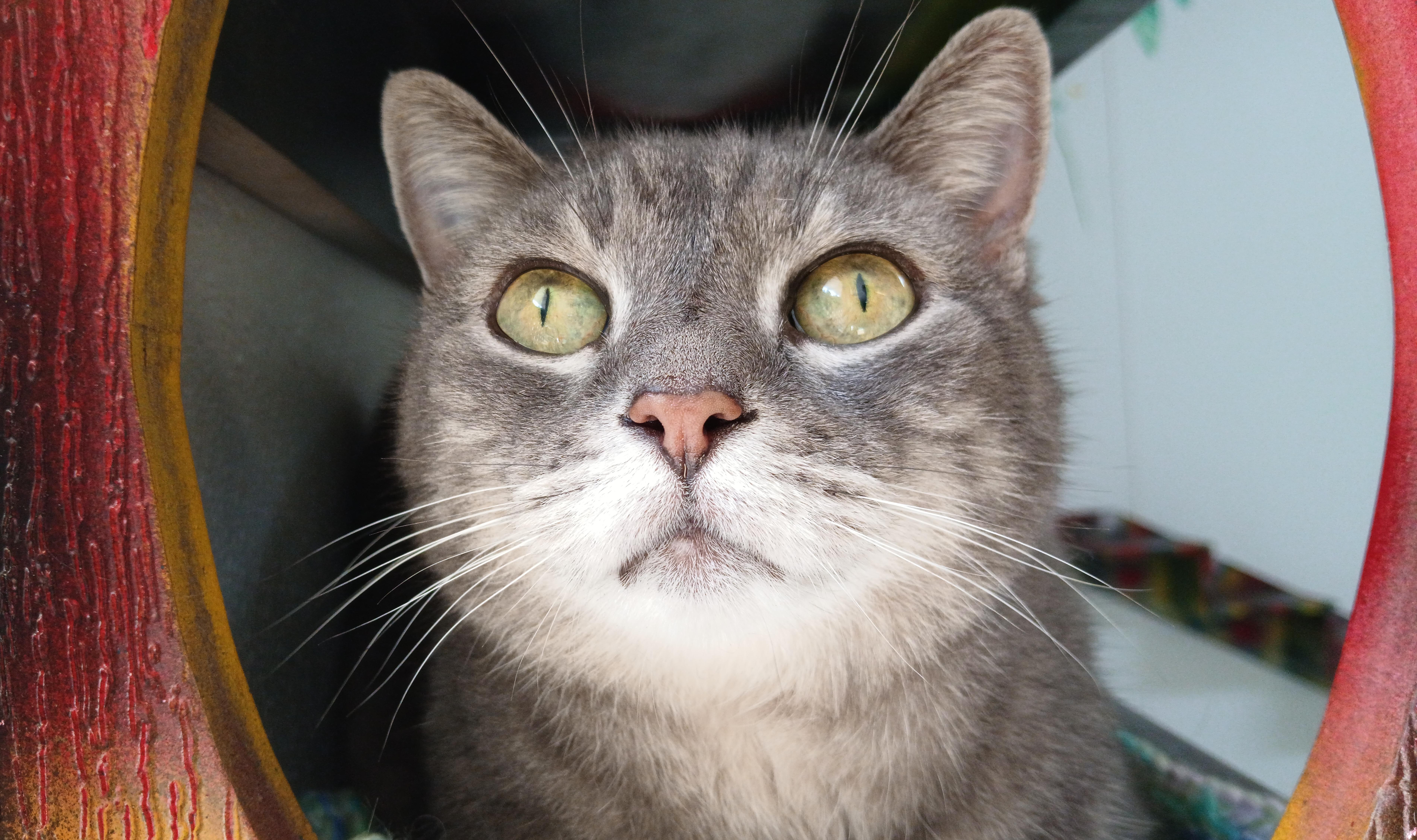 Enlarge Grey Gayle, a Adoptable Domestic Short Hair in Cullowhee, NC image 1/6